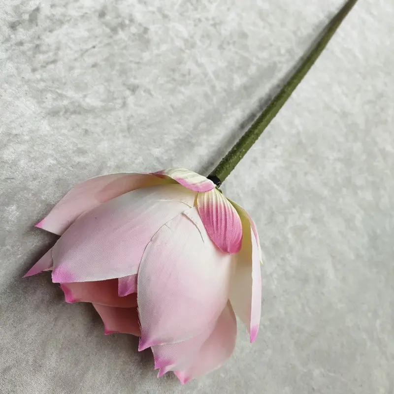 Una sola flor rosa con un tallo largo y delgado. La flor parece ser un nenúfar o una flor de loto, caracterizada por sus pétalos anchos y planos y la forma en que está adherida al tallo.