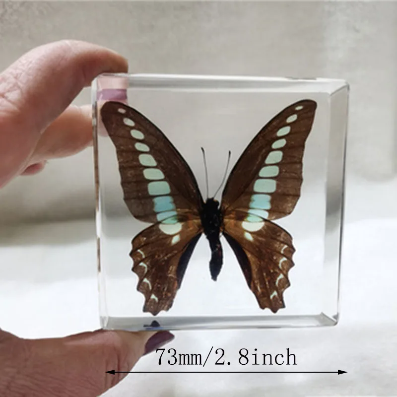 Cube Resin Transparent Butterfly Dragonfly Specimen Desk Decoration Teaching Children's Cognition for Adults,Children Figurines
