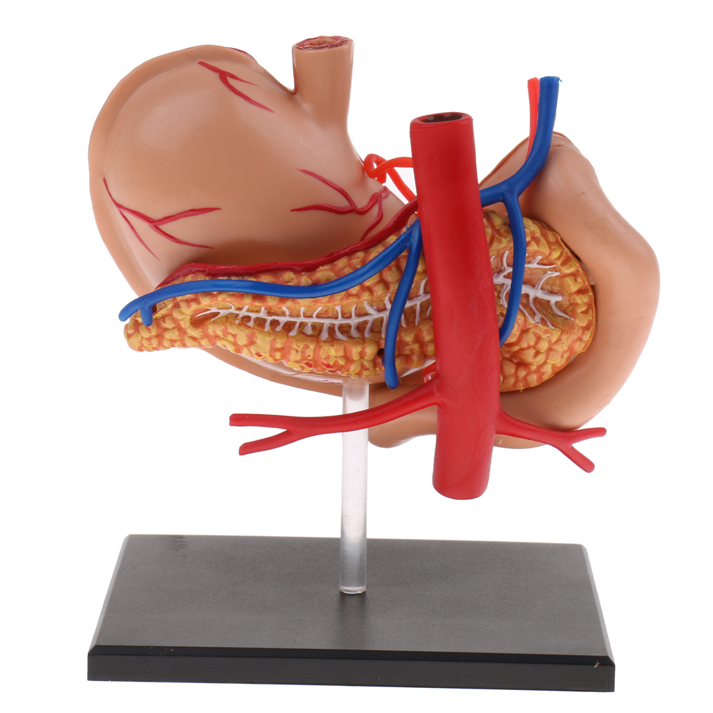 70X Enlarged Human Stomach Model Anatomical Human Stomach & Pancreas Model Anatomy Model School Teaching Supplies
