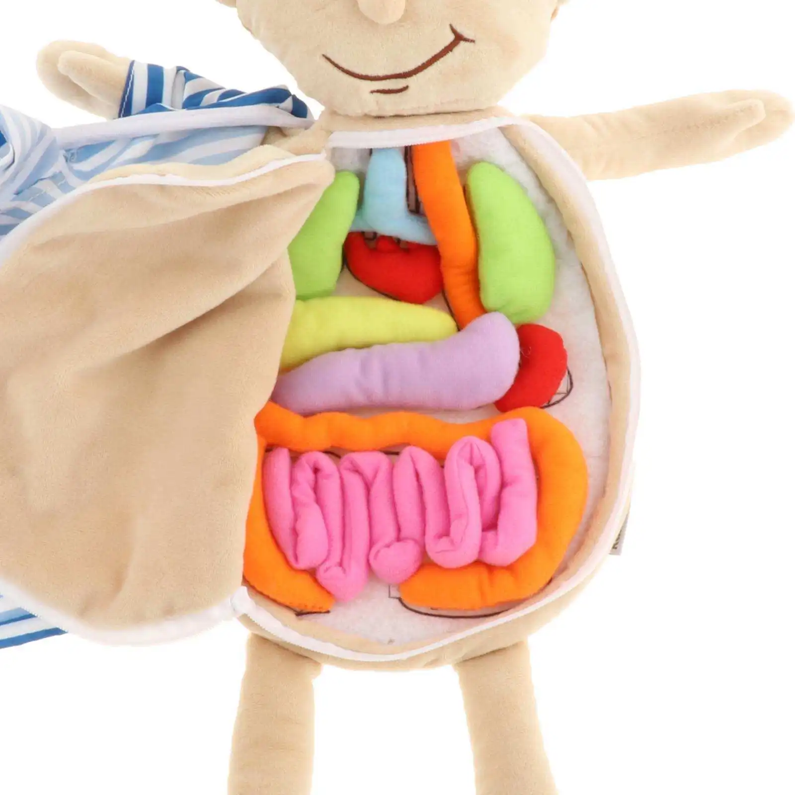 Human Body Anatomy Toy, 3D Puzzle Removable Organ Toy Early Education Toys for Children