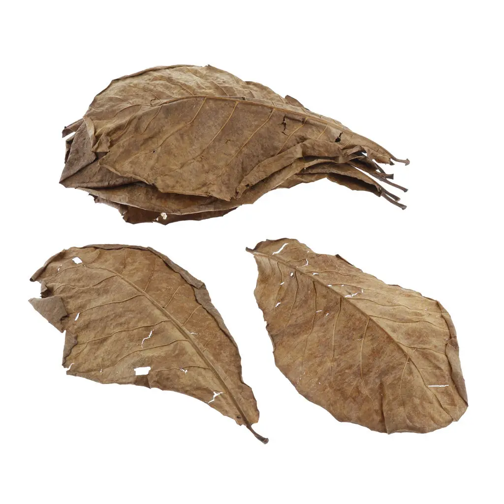 Premium Grade Catappa Indian Almond Leaves Size Medium 10 Leaves 26x15cm