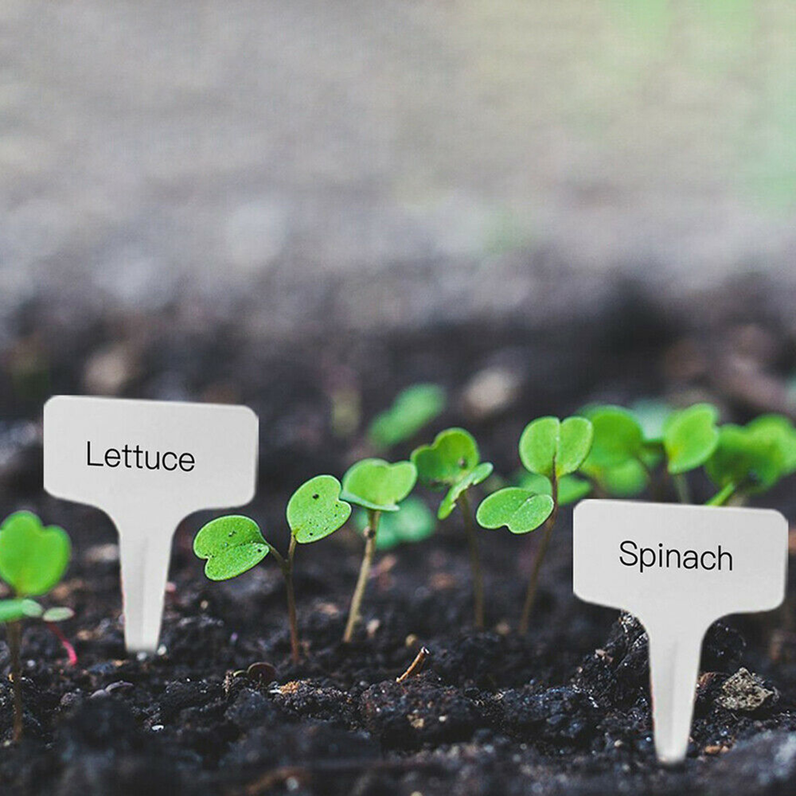 Cheap Marcadores de plantas