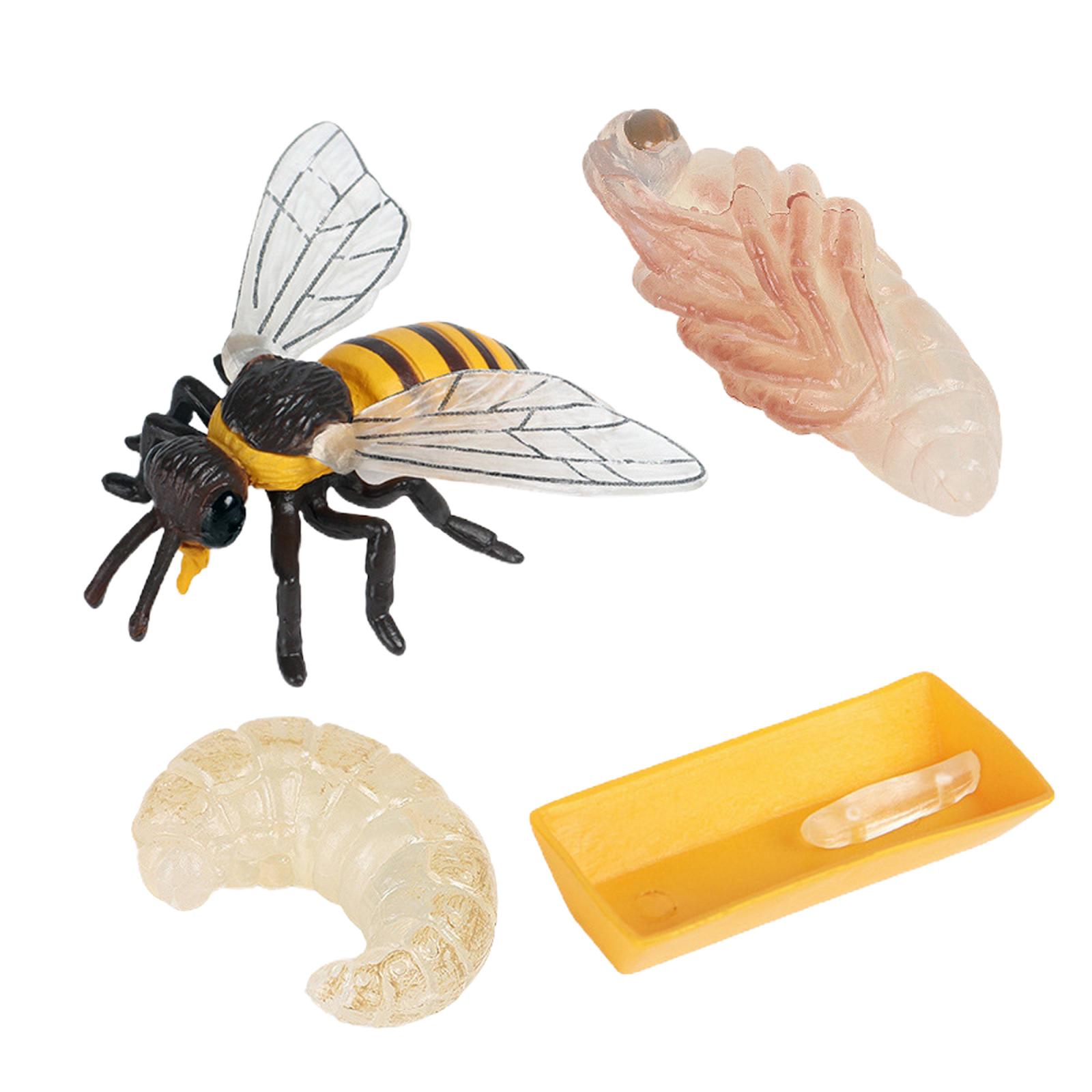Nature Insect Bee Lore Life Cycle - 4 Pcs Insect Figure Shows Life of Bee - Kids Learning Play Toys