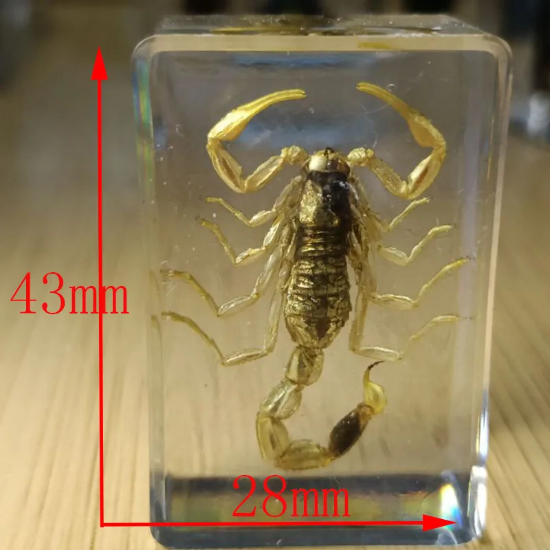 Various Scorpion Specimens Resin Sealing Ornaments Original Ecological Dry Scorpion Frame Binding Collection for Home Decoration