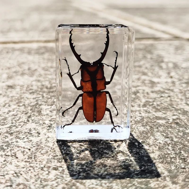 mini cow figurines New real insect specimen transparent resin spider autumn beetle scorpion wasp miniature owl figurines