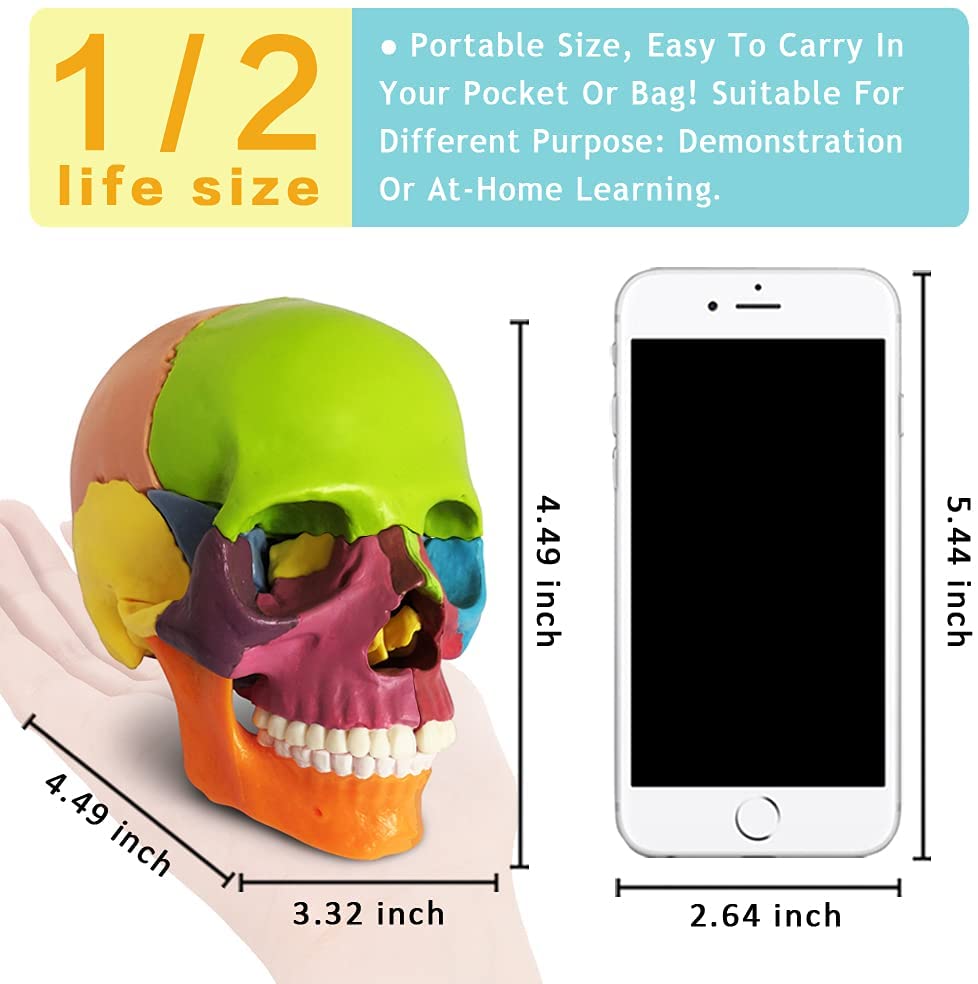 Новинка 2021, 15 частей, анатомия по размеру ладони, модель разорваемого  черепа, съемный Медицинский мини-Череп человеческого цвета,  стоматологическая клиника | AliExpress
