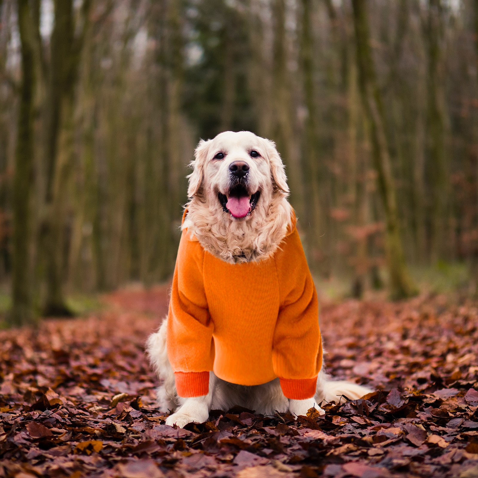 layers-of-cold-weather-clothing-everyone-should-know-pet-warm-coat