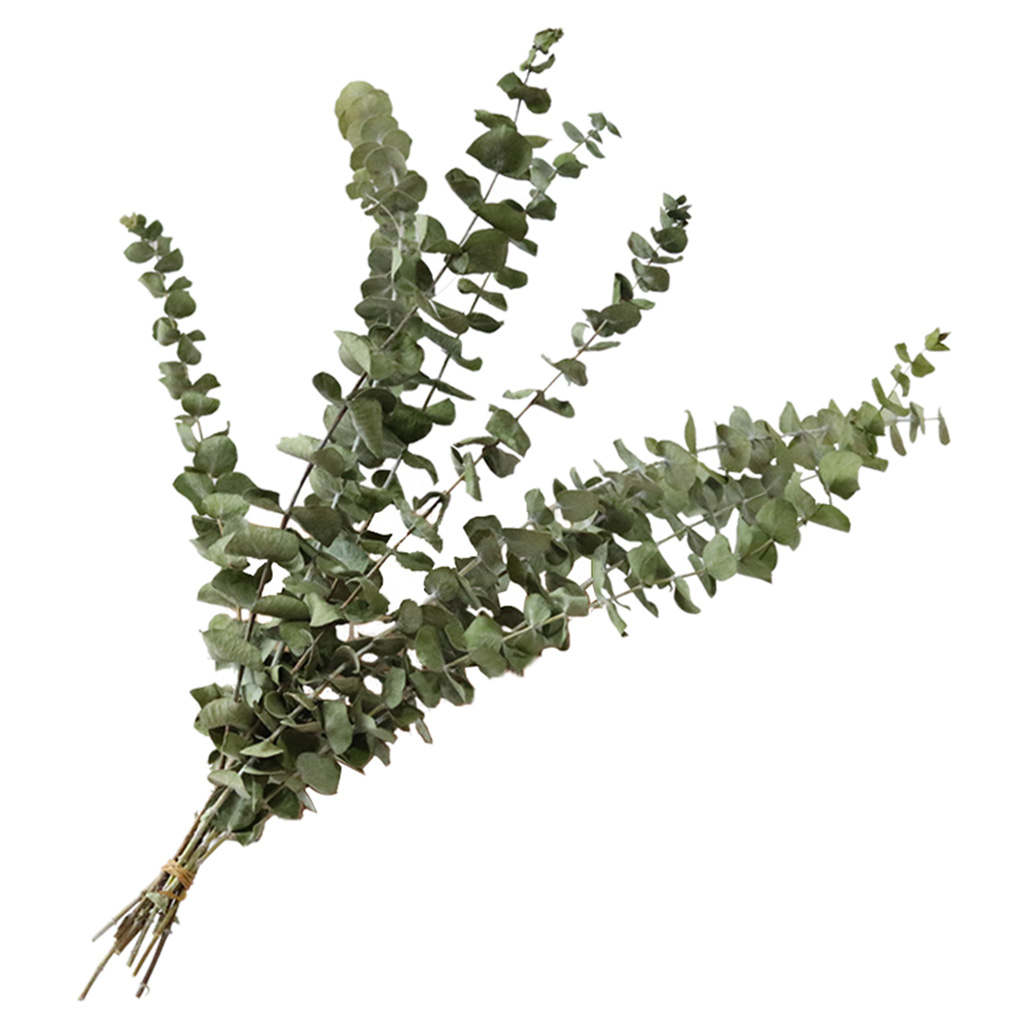 Natural Eucalyptus Leaves Dried Eucalyptus Leaves Bouquet Centerpiece Wedding Home Party Decor Eucalyptus Branches Stems