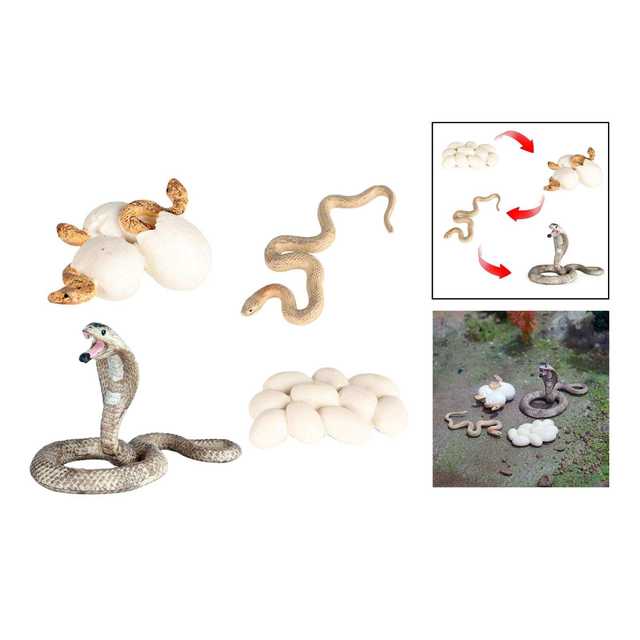  Growth Life Cycle Early Education Learning Imagination Toys Role Play