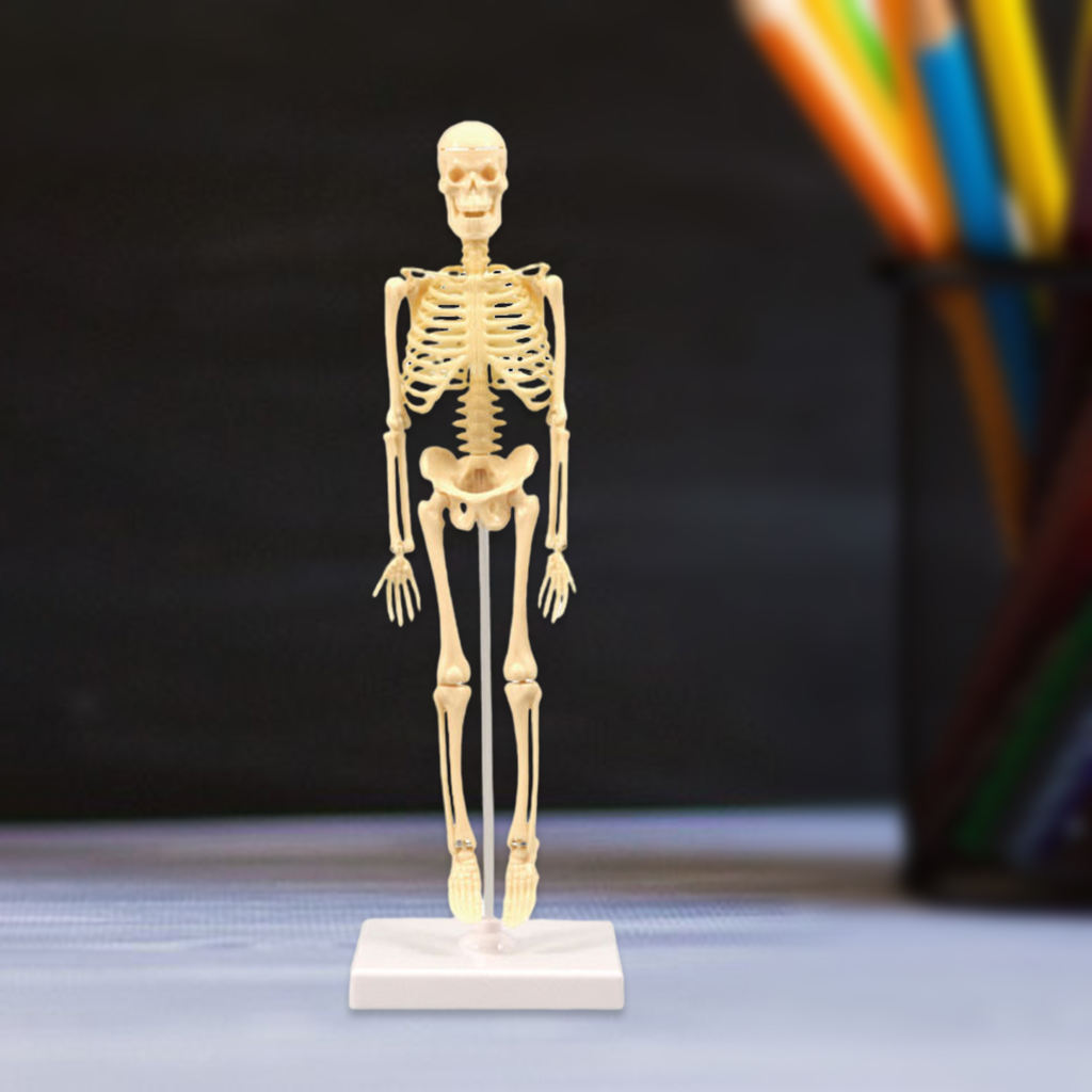  Model Realistic Body Anatomy for Learning Science Teaching