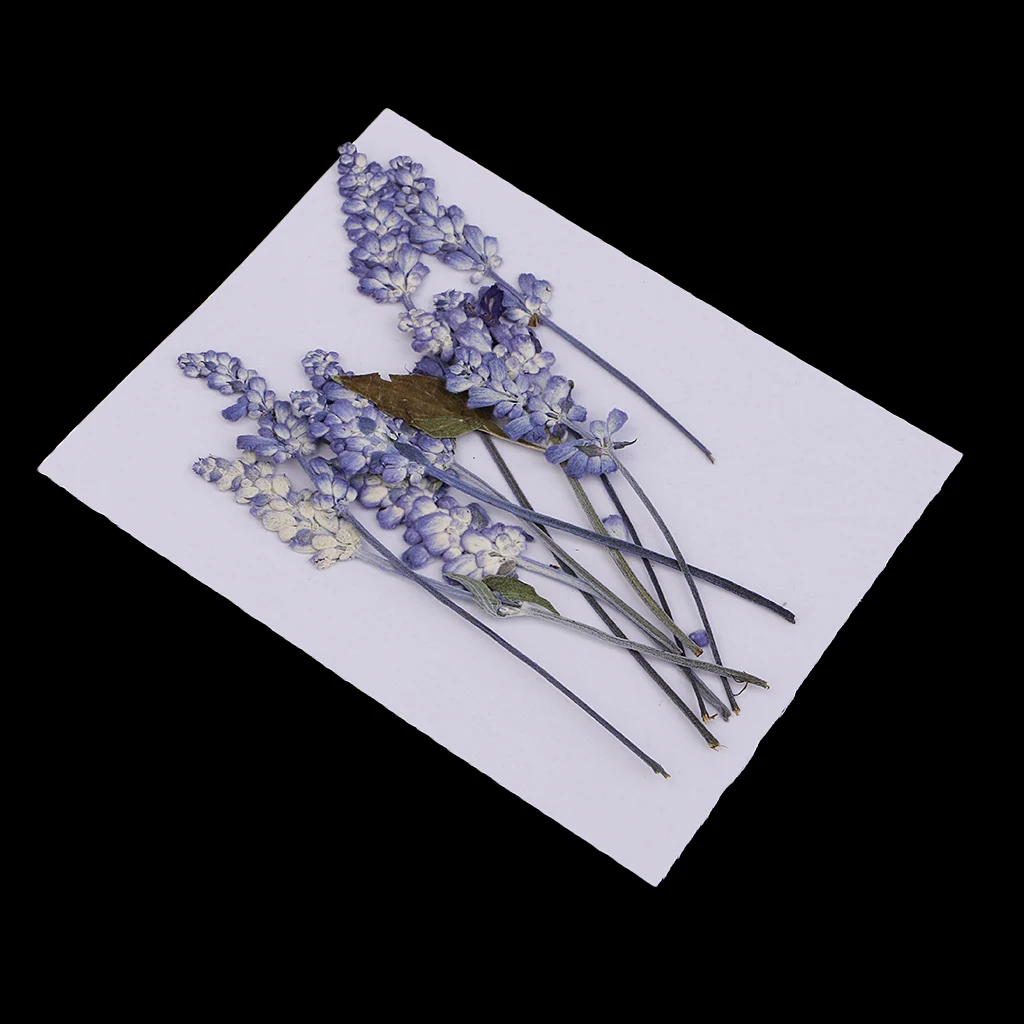 10Pcs Natural Pressed Dried Flowers Leaves Sage Specimen DIY Scrapbooking Card
