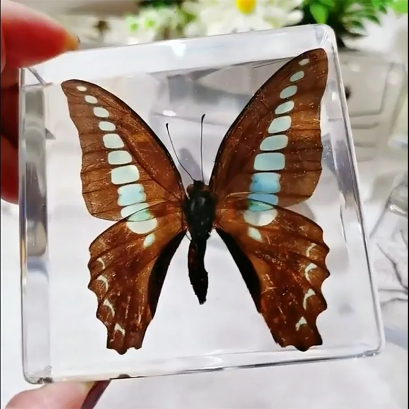 Cube Resin Transparent Butterfly Dragonfly Specimen Desk Decoration Teaching Children's Cognition for Adults,Children Figurines