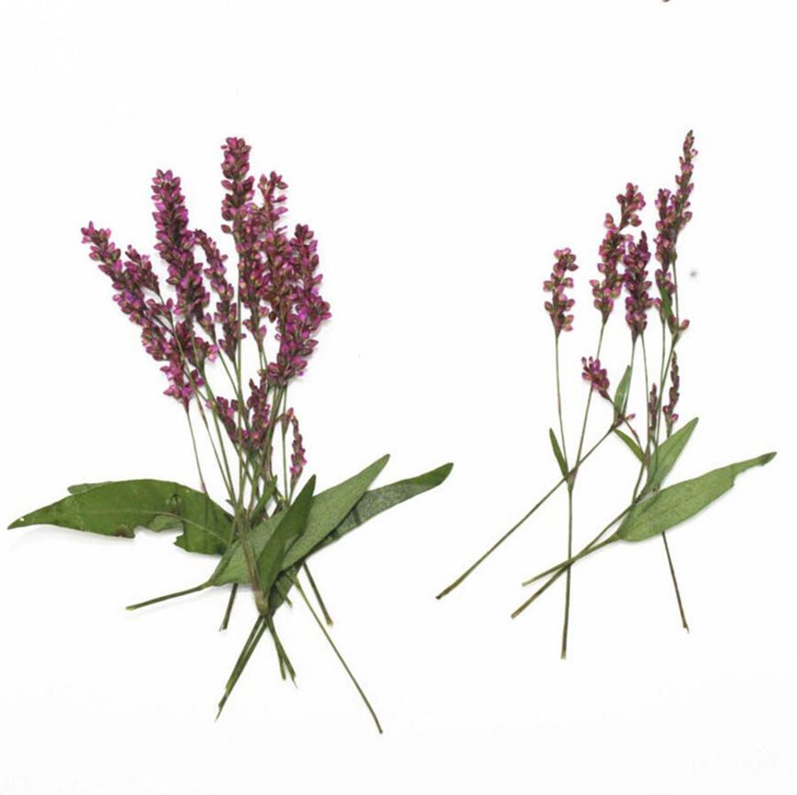 em polygonum, flor, para joias, marcadores de