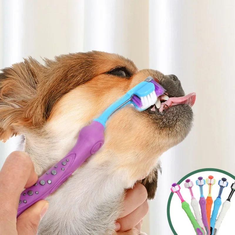 Un perro con un cepillo de dientes en la boca. El perro parece ser una raza de tamaño mediano con pelaje marrón y blanco. El cepillo de dientes es morado y azul, y parece que está diseñado para uso de mascotas, dado su tamaño y sus cerdas.