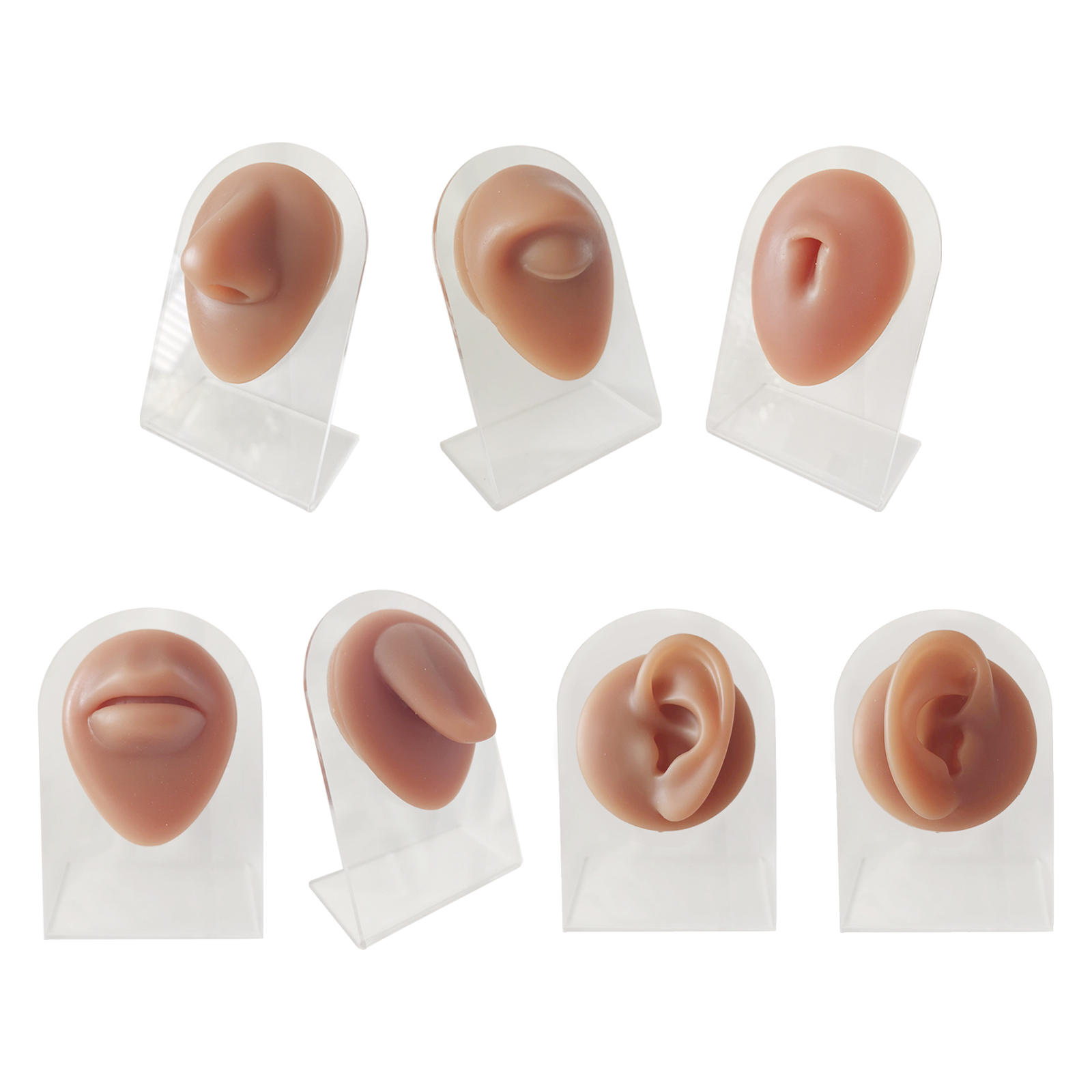 Human Body Part Models Soft Feelings Silicone Modeling for Piercing Exercises Home Teaching Demonstration Tool with Stand
