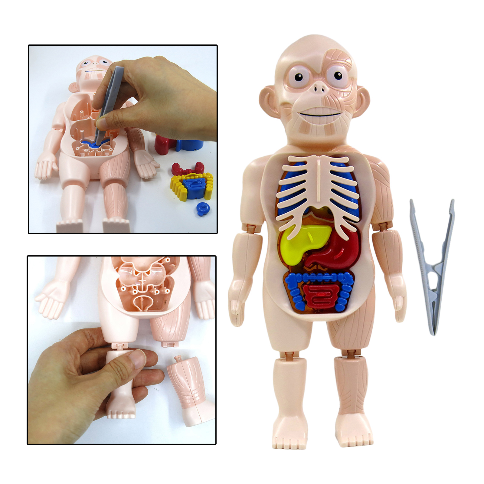 Human Body Torso w/ Organs Anatomy DIY Assembled Toys Laboratory Classroom