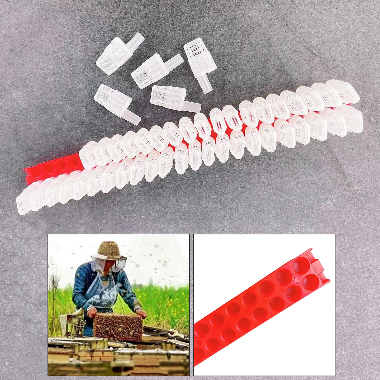 Professional Cage Catcher Trap Case Plastic Beekeeping Tool Protective W3R5 