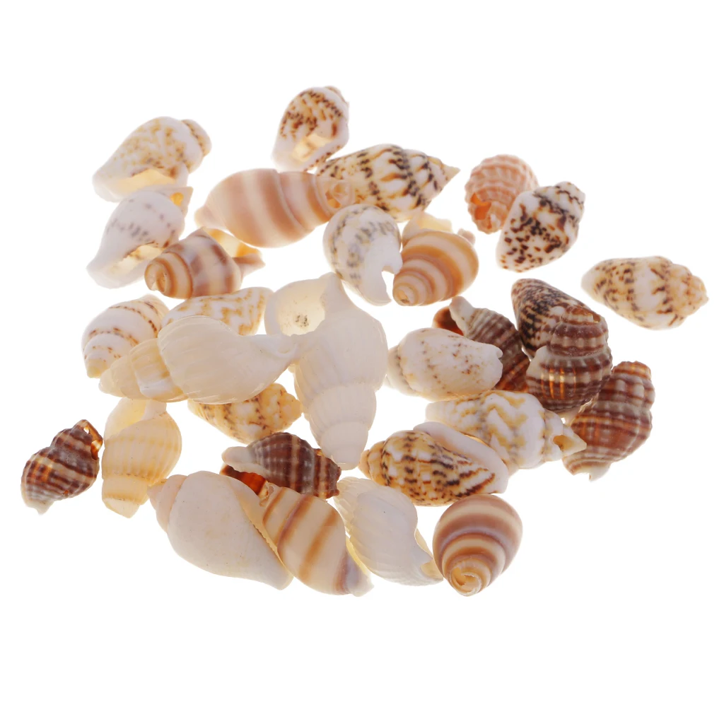 Pack of 30 Sea Shells Clams Snail Scallops Beach Decoration - Decorative Item