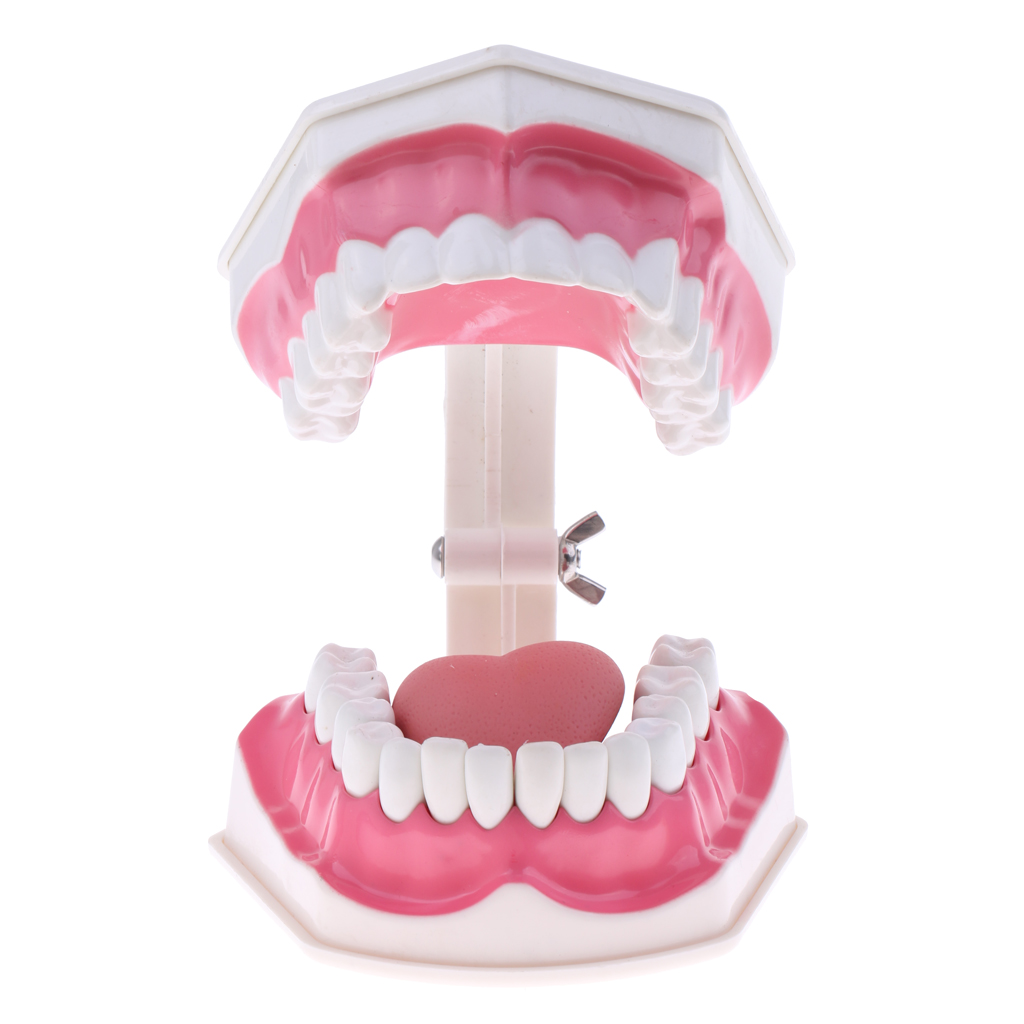 2X Large PVC Human Teeth Model with Removable Lower Teeth Teeth for Classroom Lab School Teaching Tools Student Learning Toy