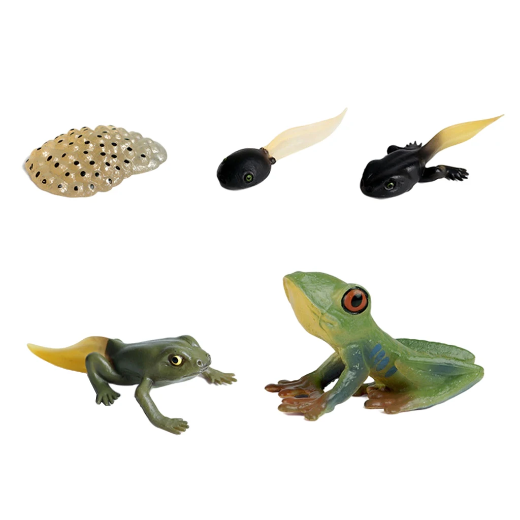 Kids Insect Cycle Frog Growth Child Pre-school Cognitive Toys Party Favors