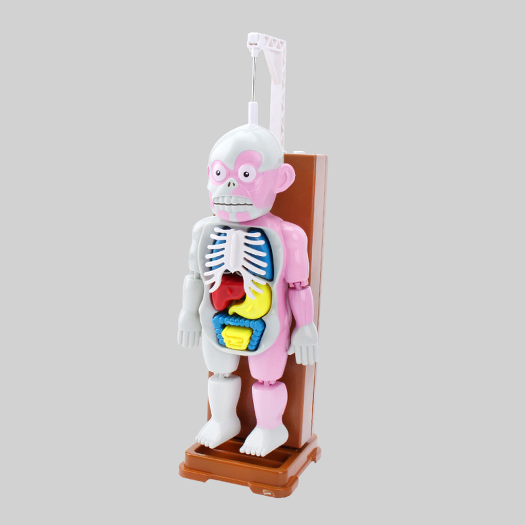 Kids Human Body Model Toy With Removable Organs, Family Fun Games for Halloween Party