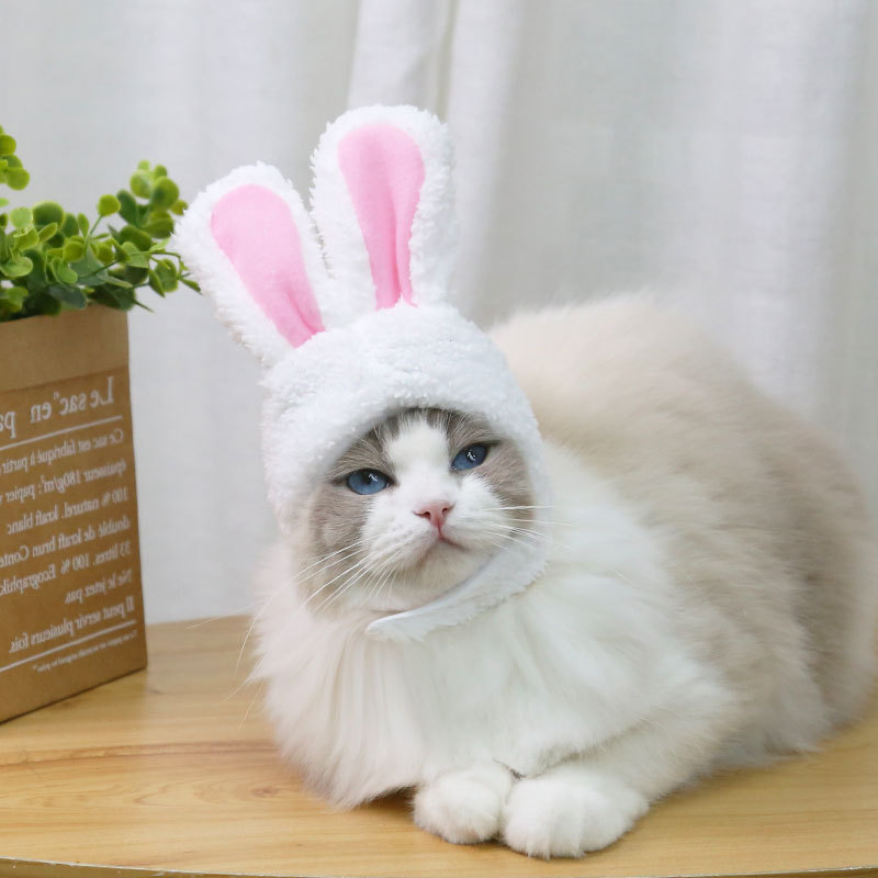 Title 16, Casquette de chat mignon, Costume de lapin, cha...