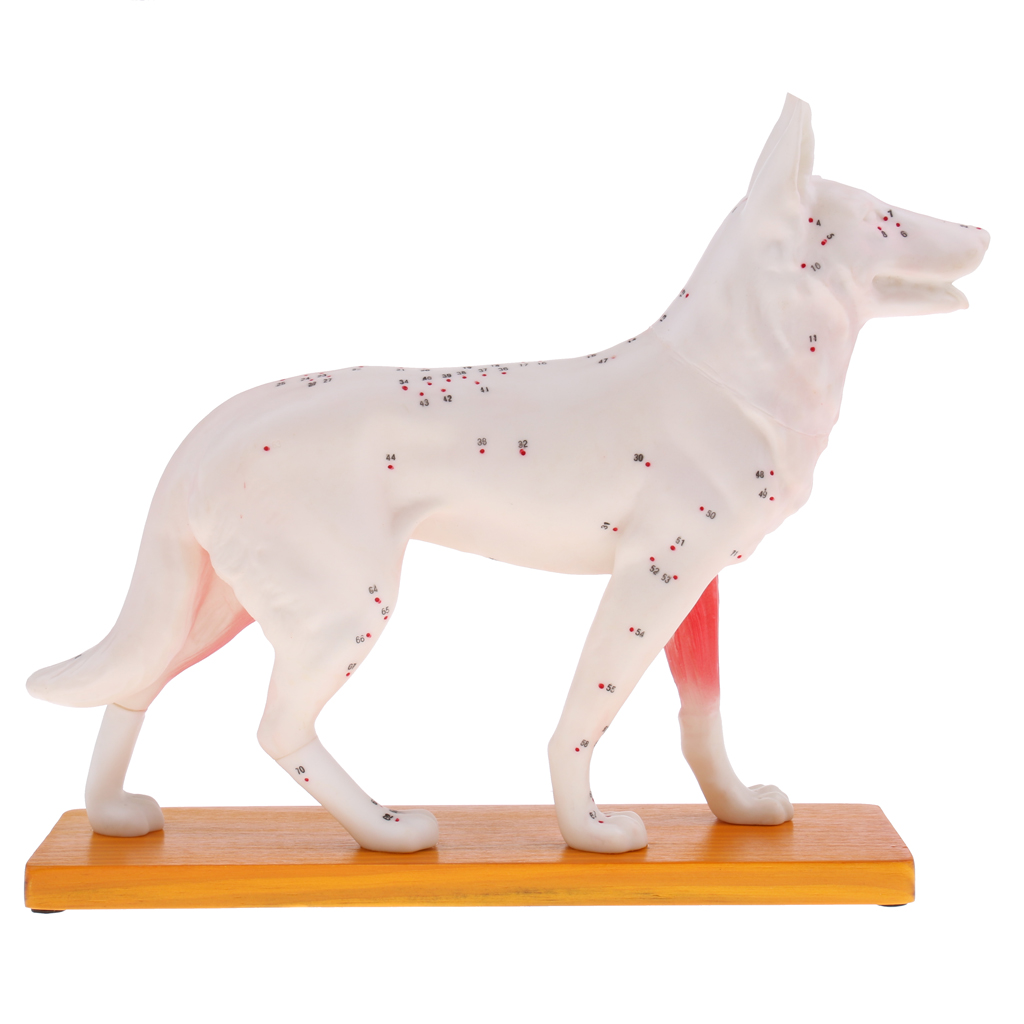 4D Vision Dog Anatomy Model, Life Size 72 Acupuncture Points Cat Skeleton Anatomical Model with Base, Lab Supplies