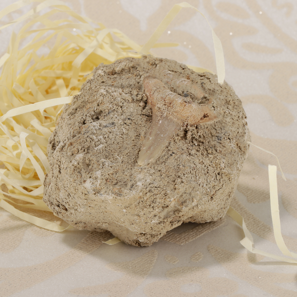 Rock Mineral Collection GN106-B Shark Tooth Specimen Educational Science Toy