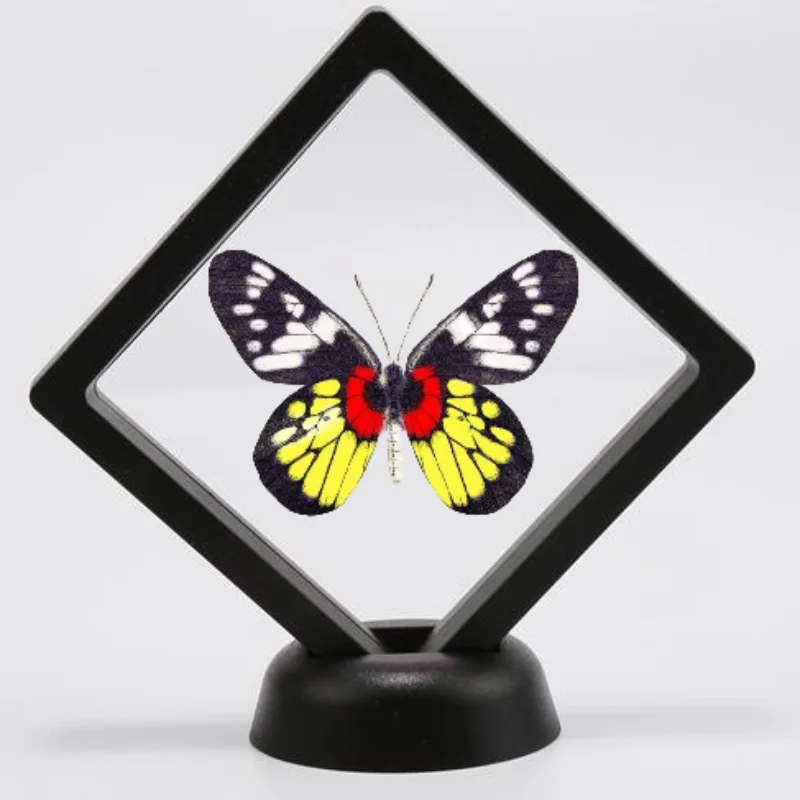 de educação decoração de casa borboleta espécime