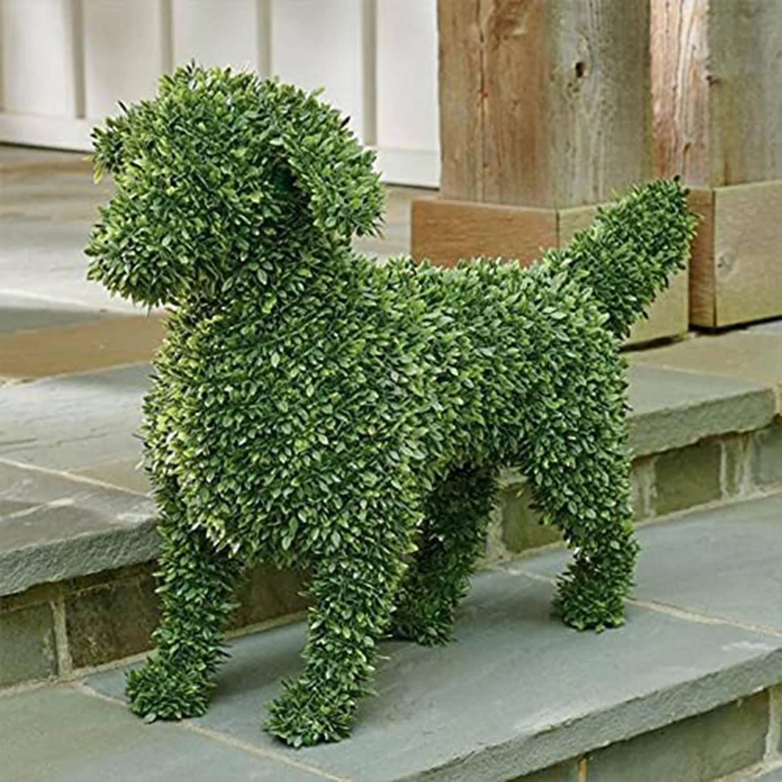 how to keep dogs from peeing on boxwoods