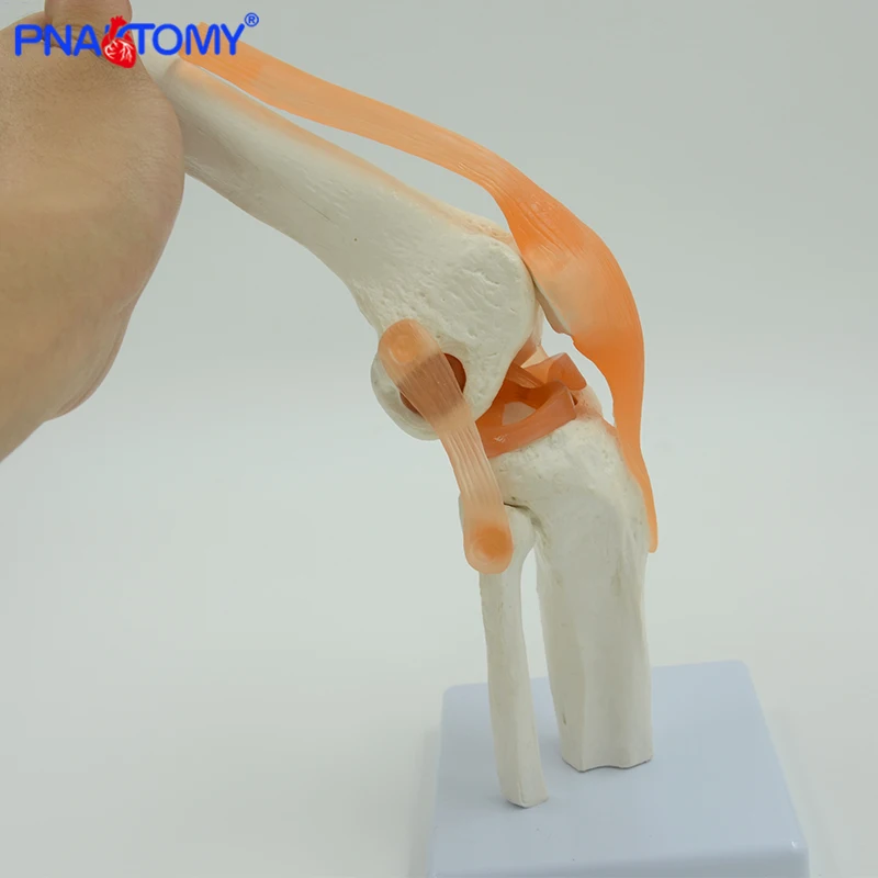 Modelo de articulação flexível de joelho humano,
