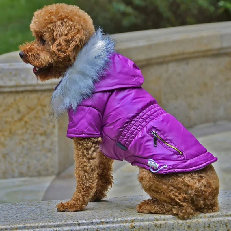 Un perro pequeño que viste una chaqueta morada con capucha forrada de piel. El perro parece ser un caniche o una mezcla de caniche, dado su pelaje rizado. La chaqueta está diseñada para mantener al perro abrigado, lo que sugiere que el clima puede ser fresco o frío.