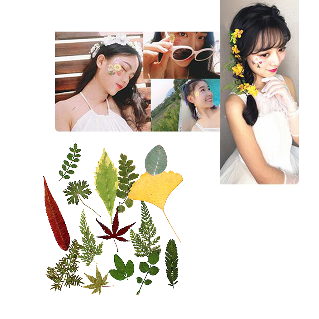 15Pcs Natural Pressed Dried Flower Fern Leaves for DIY Arts Crafts Scrapbooking 15x20cm Wedding home Decorations