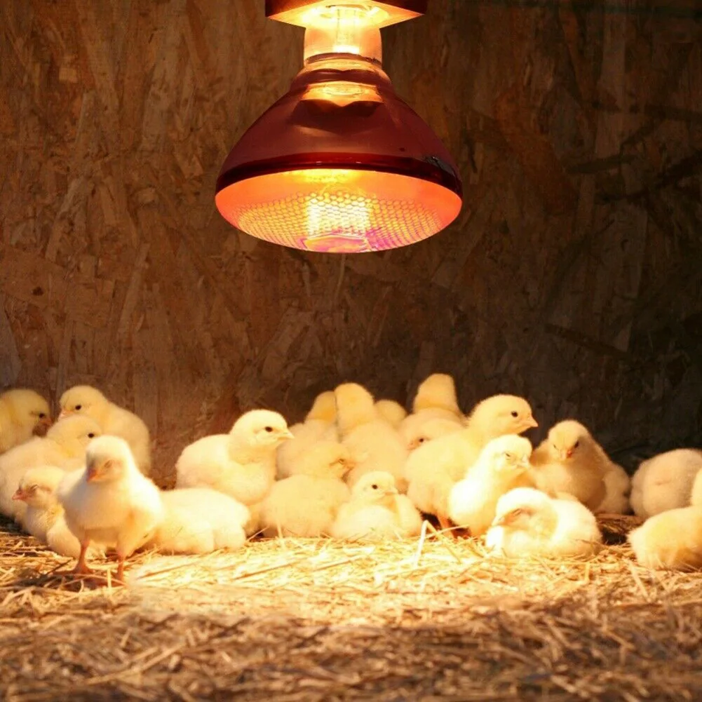infra lâmpada de calor vermelho aves brotamento pintos prova dwaterproof água incubação filhotes leitão bulbo em estoque