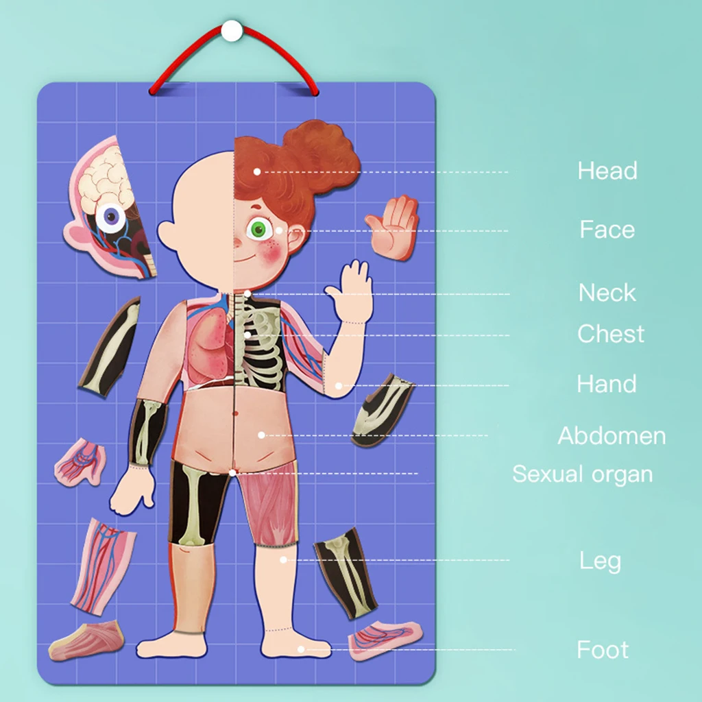 Magnetic Human Body Puzzle Anatomy Play Set Educational Toy Body Puzzles Magnetic Human Body Puzzle Anatomy Play Set Educational Toy Body Puzzles