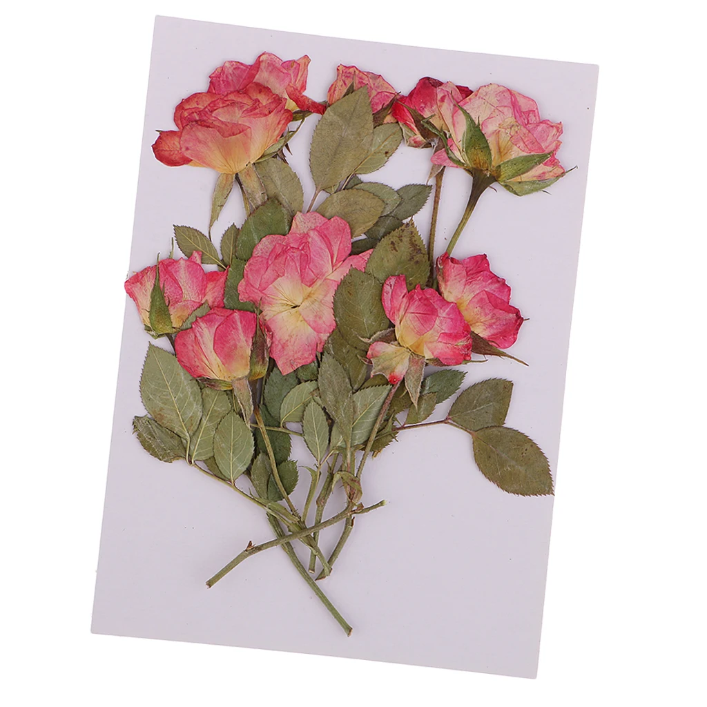 10 Pieces Real Pressed Bunch of Rose Buds with Brunches Dried Flowers For