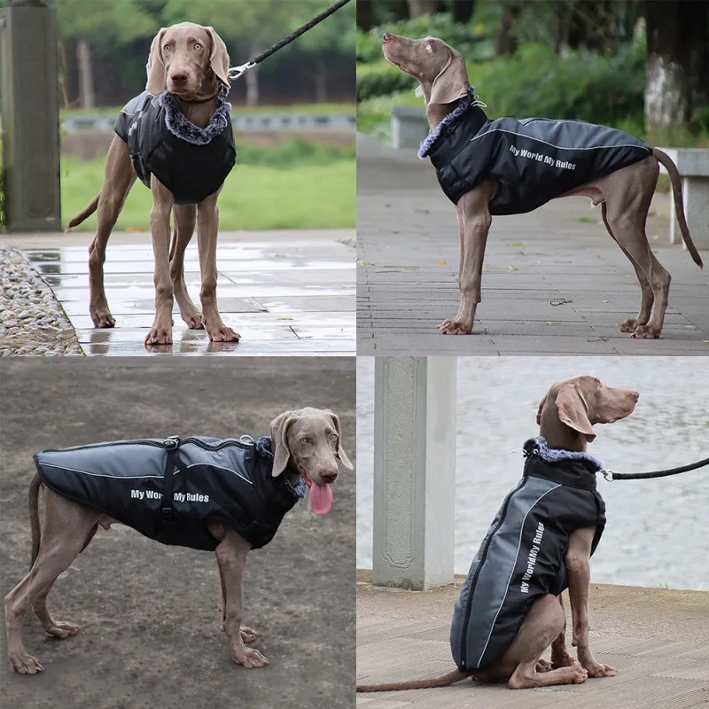 La imagen es un collage de cuatro fotografías en las que aparece un perro con un impermeable negro. El perro parece ser una raza grande con pelaje corto, posiblemente un Labrador Retriever o una raza similar.