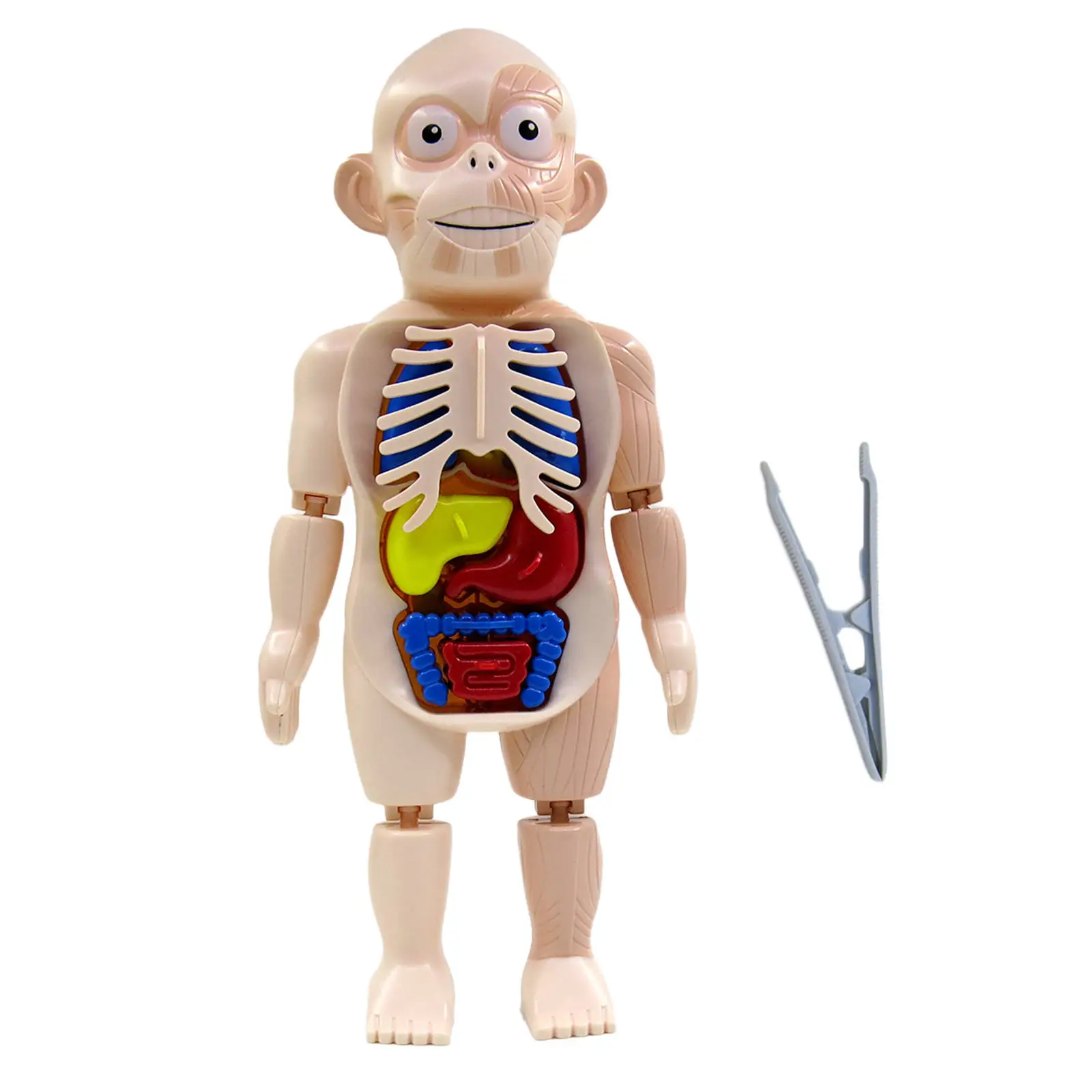 2X Realistic 3D Human Body Anatomy Learning Toys Kits for Lessons