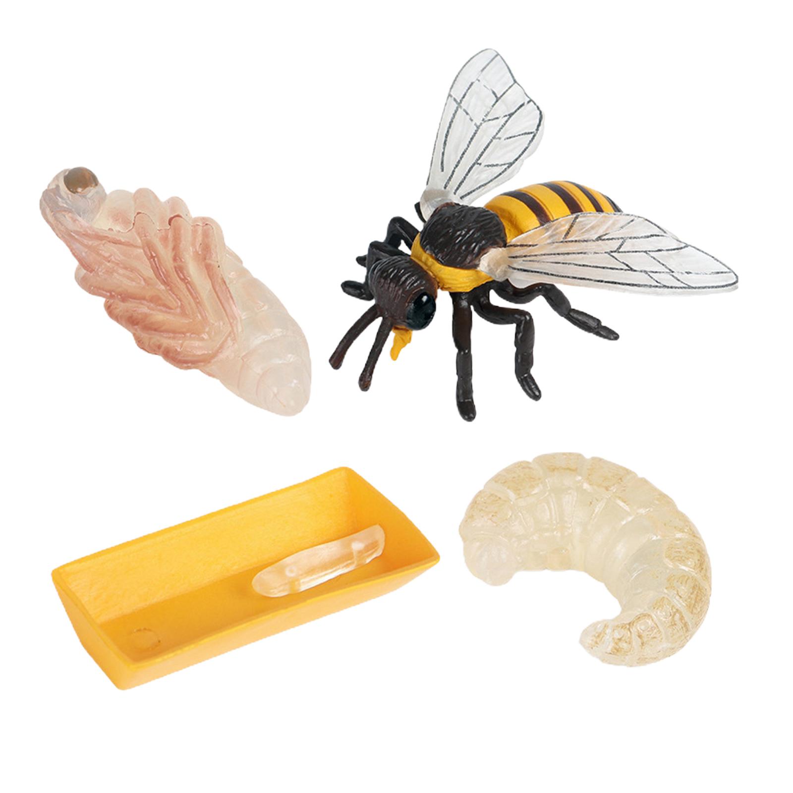 Nature Insect Bee Lore Life Cycle - 4 Pcs Insect Figure Shows Life of Bee - Kids Learning Play Toys
