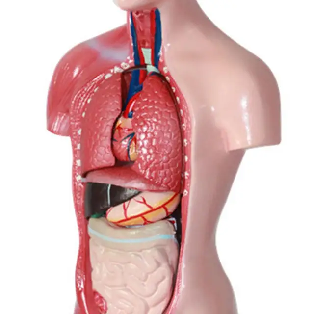 15 Unids/set Los Órganos Internos Modelo Educativo Anatómica Herramienta De  Enseñanza De Anatomía Torso Humano Modelo De Cuerpo Para El Aula - Biología  - AliExpress