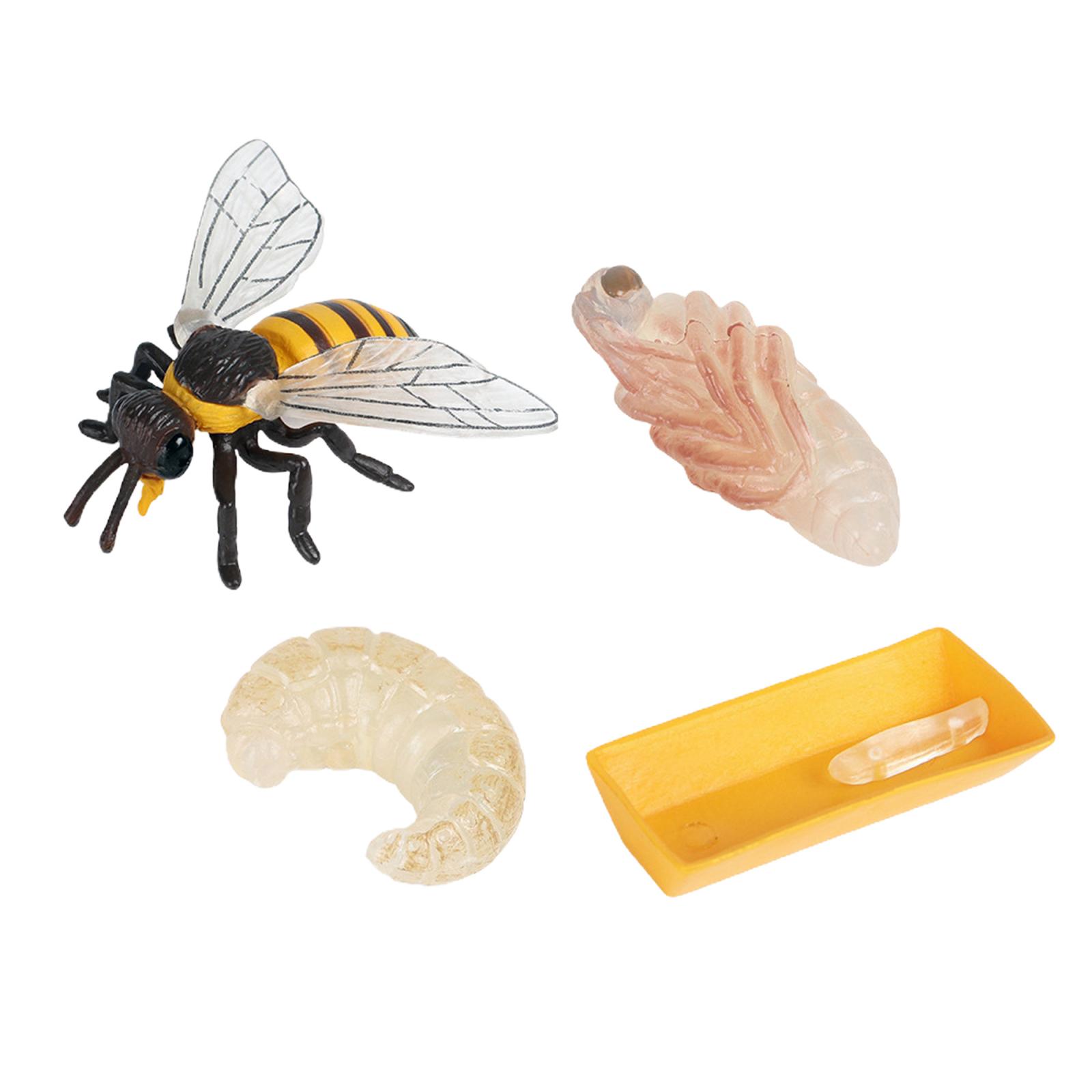 Nature Insect Bee Lore Life Cycle - 4 Pcs Insect Figure Shows Life of Bee - Kids Learning Play Toys