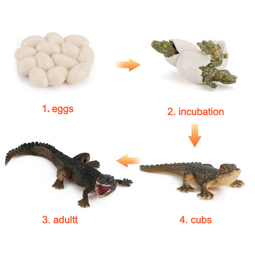 Life Cycle Alligator Figures Child Education Toys Teaching Aids Themed Party