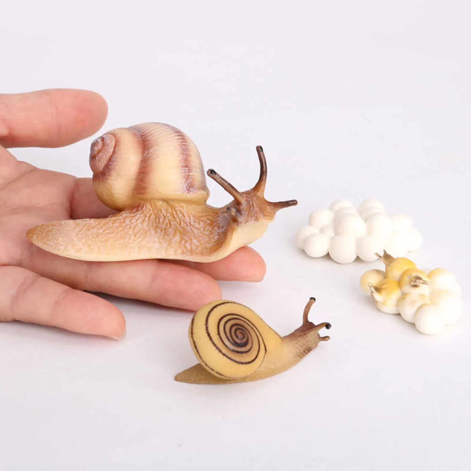 Four Stage Snail Growth Cycle Model Toys Life Cycle Display Toys, from Egg to Adult