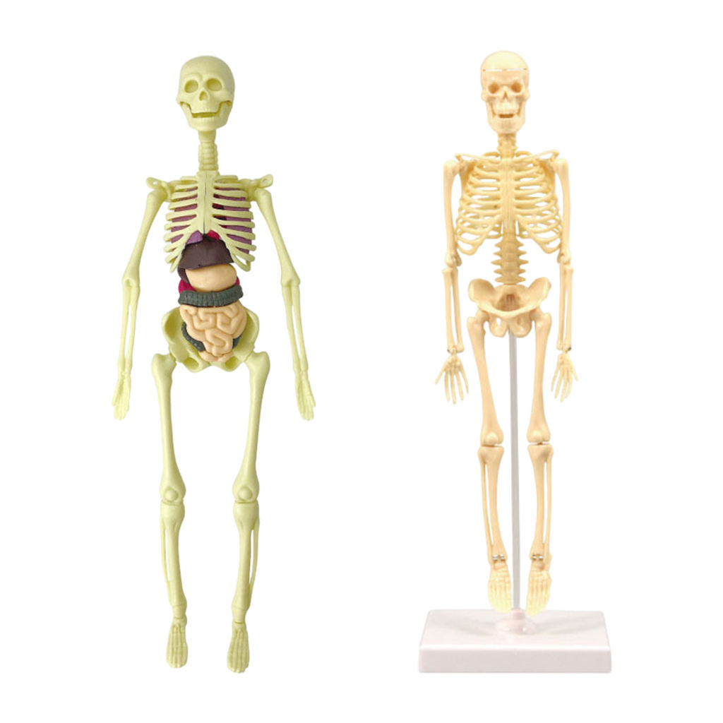  Model Realistic Body Anatomy for Learning Science Teaching