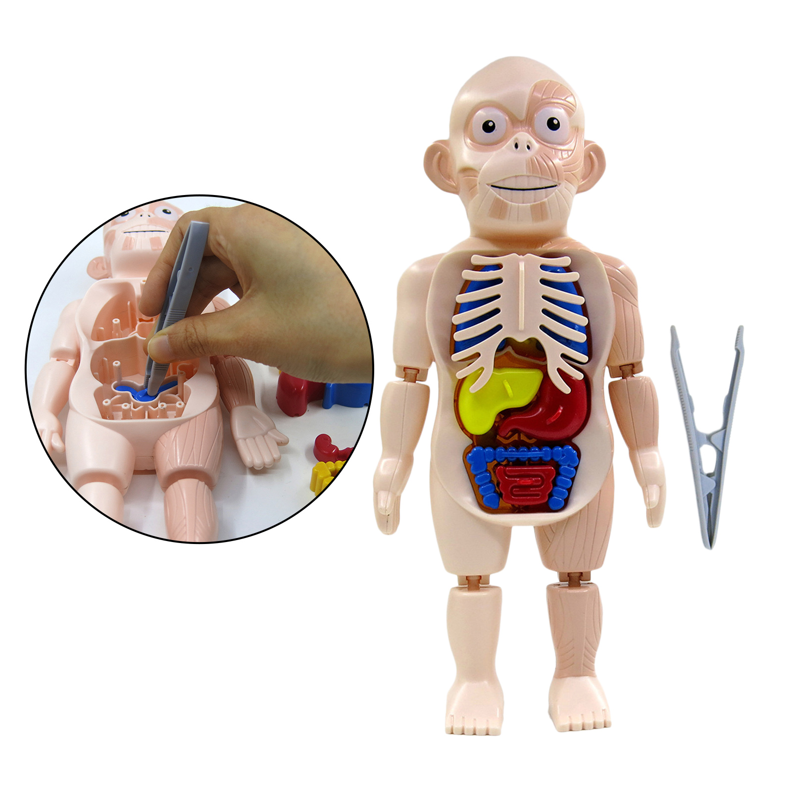 Human Body Torso w/ Organs Anatomy DIY Assembled Toys Laboratory Classroom