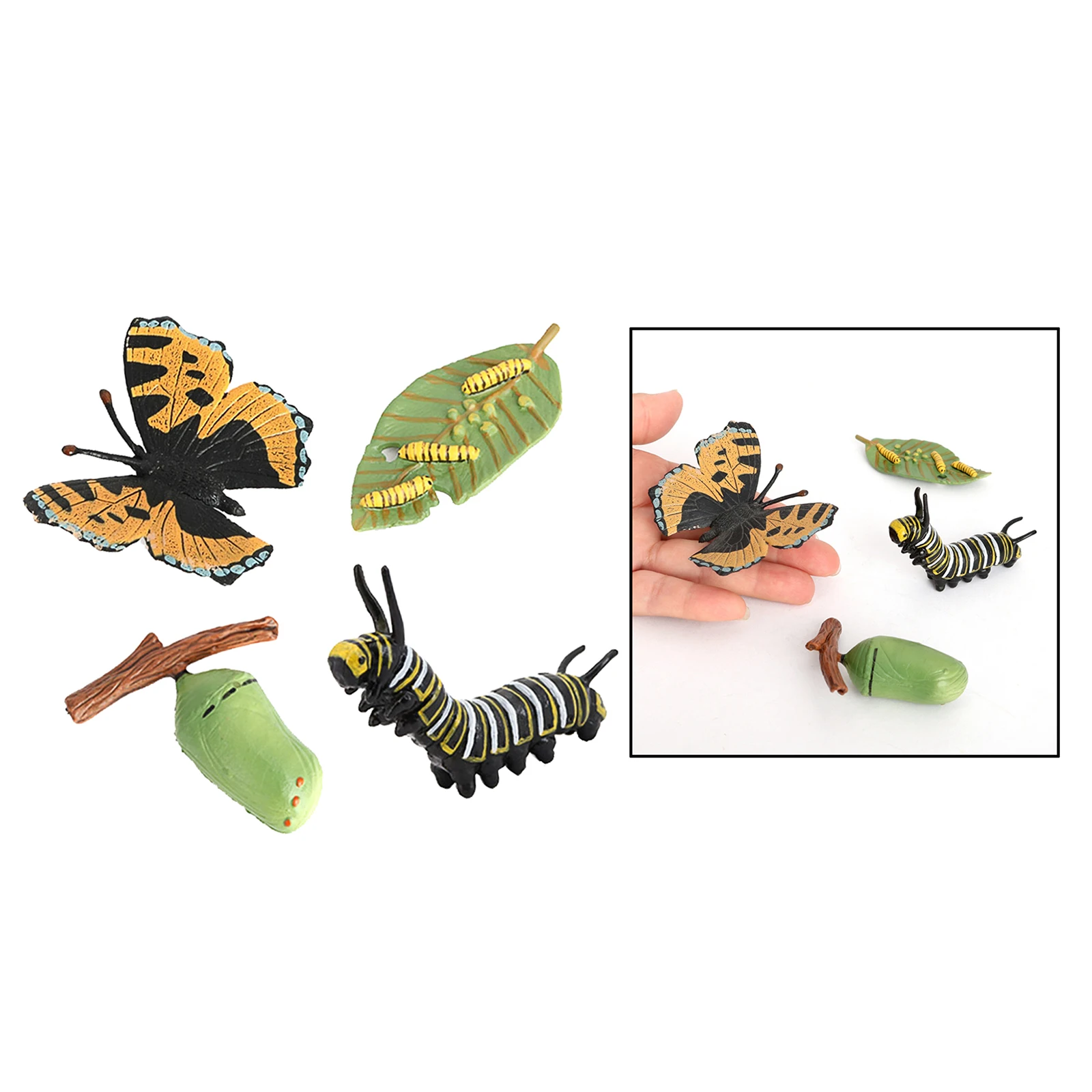 Lifelike Butterfly Growth Cycle Life Cycle Insect Model Child Early Teaching Toy