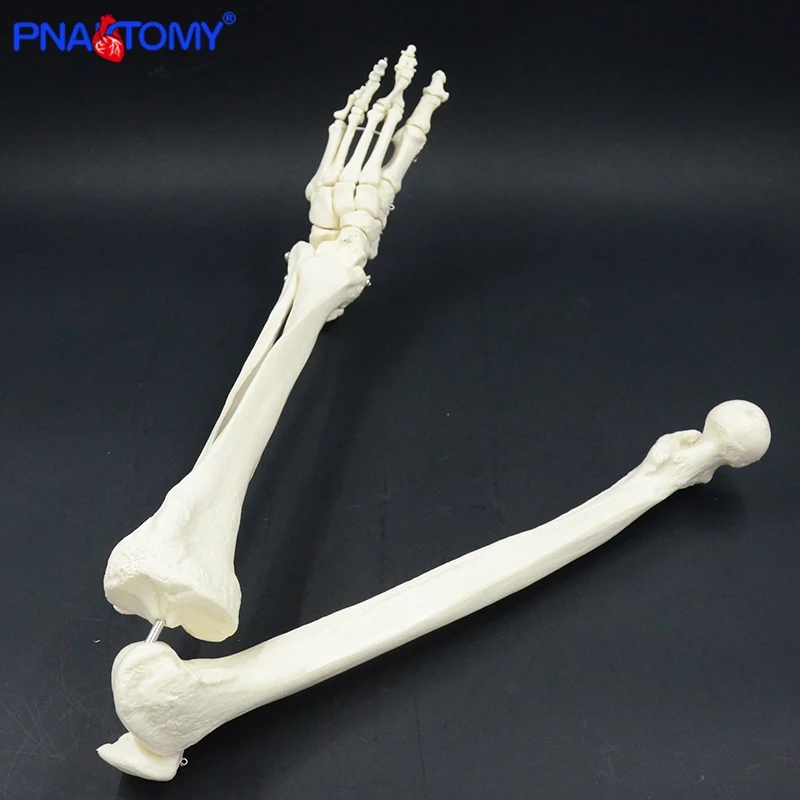 Adulto tamanho inferior do membro modelo esqueleto