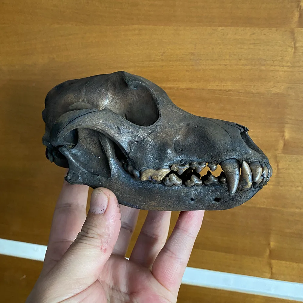Details about   10pcs Such as pictures real Animal Skull specimen 