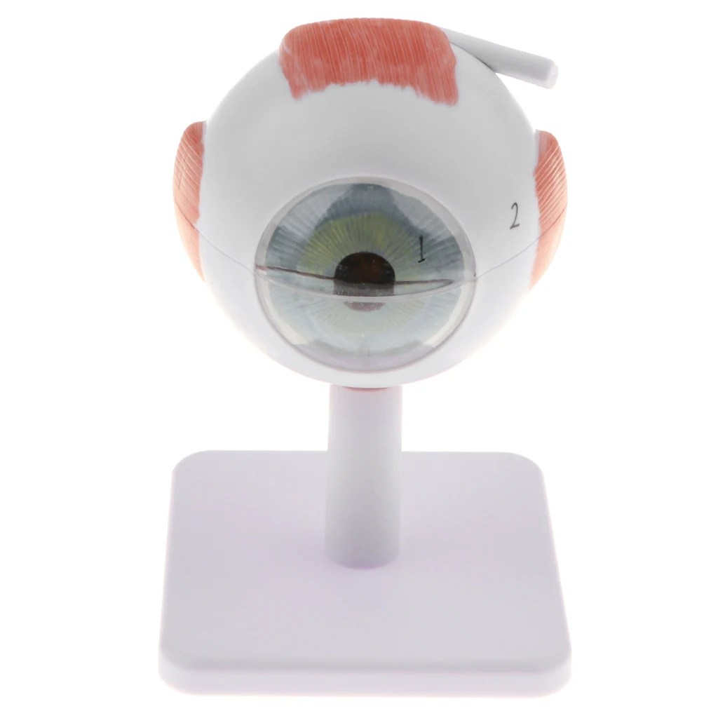modelo de bola de olho humano estatueta pvc ampliação olho humano modelo anatômico ferramenta estudo suprimentos laboratório ampliado