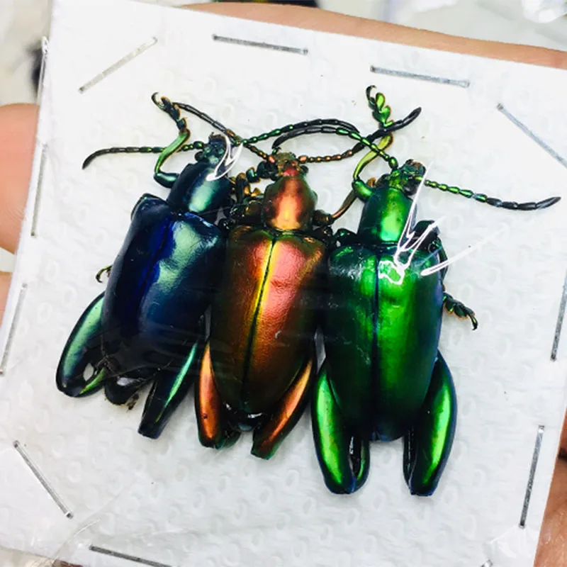 Insect Specimen Real Beetle Cognition Animal Optional Spade Beetle Teaching Research Education Photography Props Protozoa